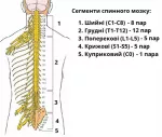 Спинний мозок