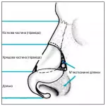 Будова носа